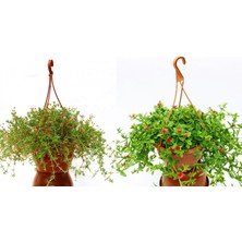 Tunç Botanik MAKROME ÇİÇEK SETİ - ASKILI ACEM HALISI ve BUZ ÇİÇEĞİ