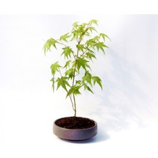 Tunç Botanik BONSAİ JAPON AKÇAAĞACI 2 ADET - GREY SERİSİ HEDİYELİK