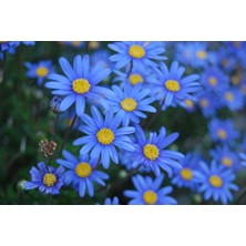 Tunç Botanik MAVİ PAPATYA FELİCİA 20 ADET