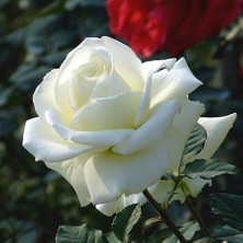 Ucuzluk Diyarı  Açık Kök Gül Fidanı ( Beyaz ) 30 40 cm Boy