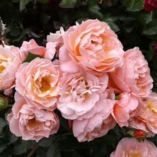 Ucuzluk Diyarı  Açık Kök Gül Fidanı ( Gül Kurusu  ) 30 40 cm Boy