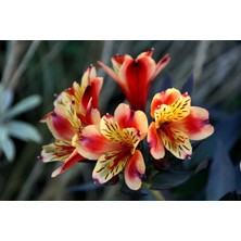 CSY 5 Adet Peru Zambağı Çiçeği Soğanı Karışık 5 Renk Yeni Mahsul.