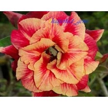 CSY 5 Adet Peru Zambağı Çiçeği Soğanı Karışık 5 Renk Yeni Mahsul.