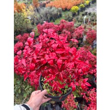 Nandina Domestica Fire Power (Cennet Bambusu) Büyük