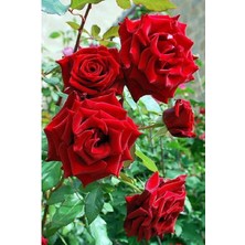 Ucuzluk Diyarı  Açık Kök Gül Fidanı ( Kırmızı ) 30 40 cm Boy