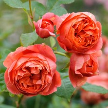 Ucuzluk Diyarı  Açık Kök Gül Fidanı ( Nar Çiçeği ) 30 40 cm Boy