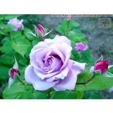 Ucuzluk Diyarı  Açık Kök Gül Fidanı ( Lila ) 30 40 cm Boy