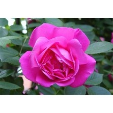 Ucuzluk Diyarı  Açık Kök Gül Fidanı ( Şeker Pembesi ) 30 40 cm Boy