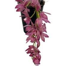 Betonish Cymbidium Cascade 'anisa' (Simbidyum Orkide)
