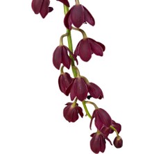 Betonish Cymbidium Cascade 'kiwi Baron' (Simbidyum Orkide)