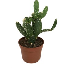 Betonish Opuntia Bergeriana (Kaktüs)
