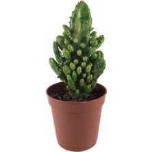 Betonish Opuntia Monacantha 'Variegata' (Kaktüs)