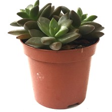 Betonish Graptosedum 'Bronze' (Sukulent)