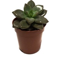 Betonish Graptosedum 'Bronze' (Sukulent)