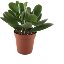 Betonish Crassula Arborescens (Sukulent)