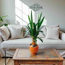 BitkiTÜRK Ayaklı Beton Saksıda Ithal Yukka 70CM Ofis Salon Bitkisi
