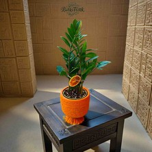 BitkiTÜRK Antik Mısır Ayaklı Beton Saksıda Ithal Zeze Zamia Bitkisi 50CM Ofis Salon Bitkisi