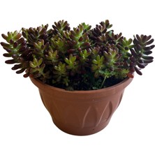 Betonish Sedum Rubrotinctum (Sukulent)