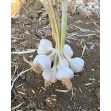 Taşköprü Sarımsağı ( 3 KG)