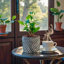 BitkiTÜRK Kahveseverlere Ithal Kahve Bitkisi Dekoratif Beton Saksıda