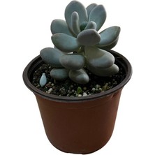 Betonish Pachyphytum 'blue Haze' (Sukulent)