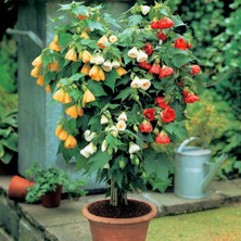 Zengarden Abutilon Tohumu Karışık Renkler Hibrit Abutilon x Hybridum