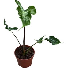 Betonish Alocasia Teletubbies (Fil Kulağı)