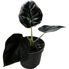 Betonish Alocasia Infernalis 'black Magic' (Fil Kulağı)