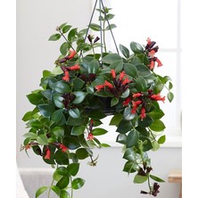 Tunç Botanik RUJ ÇİÇEĞİ 2 ADET - ASKILI SAKSIDA HEDİYELİK