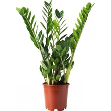 Tunç Botanik ZAMİA BİTKİSİ / ZEZE ÇİÇEĞİ HEDİYELİK