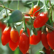 Tunç Botanik KIRMIZI GOJİ BERRY FİDANI 10 ADET