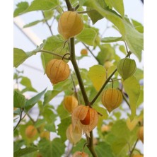 Alanya Tropikal Altınçilek(100gr)