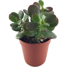 Betonish Crassula Ovata 'Minor' (Sukulent)