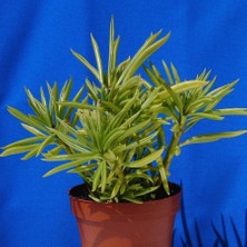 Tunç Botanik Senekio Barbertonicus Himalaya - 5 ADET SUKULENT - TERARYUM