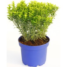 Tunç Botanik TAFLAN MİCROPHYLLUS 3 ADET - MAVİ SAKSIDA HEDİYELİK