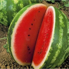 Tunç Botanik KARPUZ EKİM SETİ -TOHUM,TOPRAK,SAKSI,BİTKİ BESİNİ