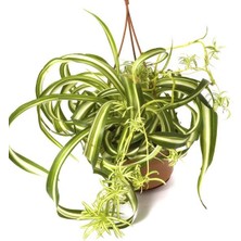 Tunç Botanik KURDELE ÇİÇEĞİ 5 ADET - HEDİYELİK SALON OFİS BİTKİSİ