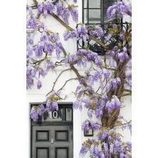 Mor Salkım Fidanı 2 Adet 80-100 cm Sarılıcı Bitki