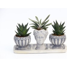 Tunç Botanik TRİO HELEN GRİ SUKULENT SETİ - Haworthia Limifolia, Gasteria