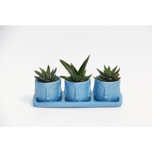 Trio Mavi Adler Sukulent Seti - Haworthia, Aloe Ferox