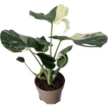 Betonish Monstera Deliciosa 'thai Constellation' (Deve Tabanı)