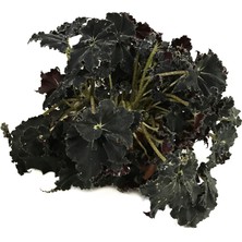 Betonish Begonia 'Black Mamba' (Begonia Çiçeği)