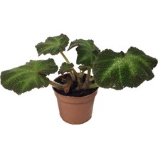 Betonish Begonia Solimutata (Begonia Çiçeği)