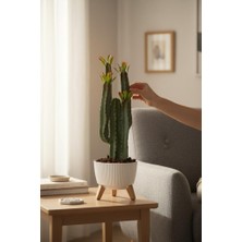 Nettenevime Yapay Kaktüs 4 Kollu Yapraklı Model Zigon Saksıda Yapay Bitki 70CM