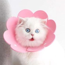 Bsre Kedi Köpek Boyunluğu Yaka Boyunluk – S Boy