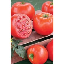 TrentCo Domates Tohumu H.2274 5 gr