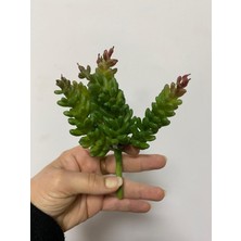 Elif Aksesuar Succulent Islak Doku 15CM Yeşil