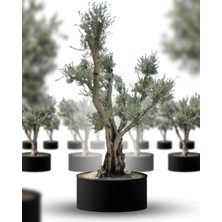 Gardenkoala Olea europaea Bonsai – Yaşlı Zeytin Ağacı – Premium Dış Mekân – Büyük Boy