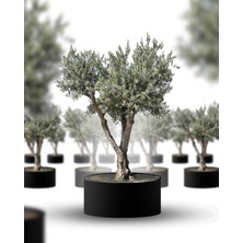 Gardenkoala Olea europaea Bonsai – Yaşlı Zeytin Ağacı – Premium Dış Mekân – Küçük Boy