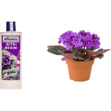 Tunç Botanik Tropikal Bitki Besini 6 Adet - Menekşe Için Özel 1000 ml